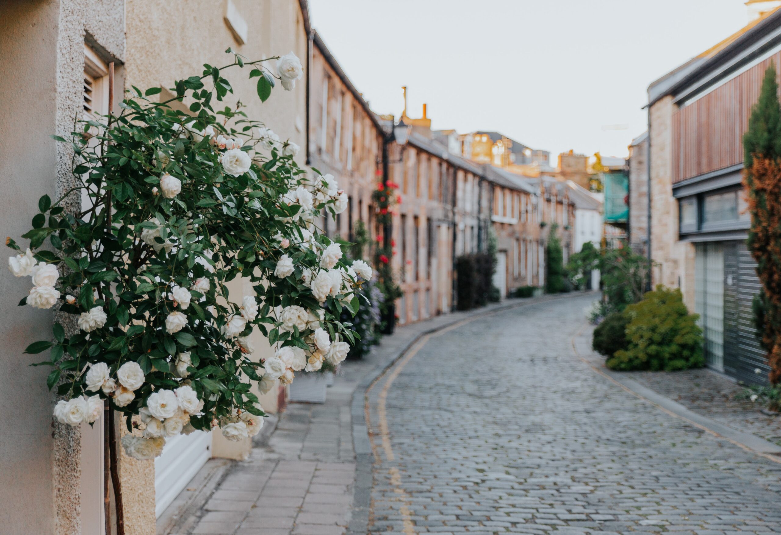 Cox & Co Estate agent in Edinburgh, Scotland. A picturesque, narrow street with cobblestones curves to the right, flanked by quaint, two-story houses. A blooming white rose bush on the left foreground adds a touch of charm to the scene. The clear sky suggests a calm, pleasant day—ideal for exploring UK property options or finding a Hong Kong-inspired home.