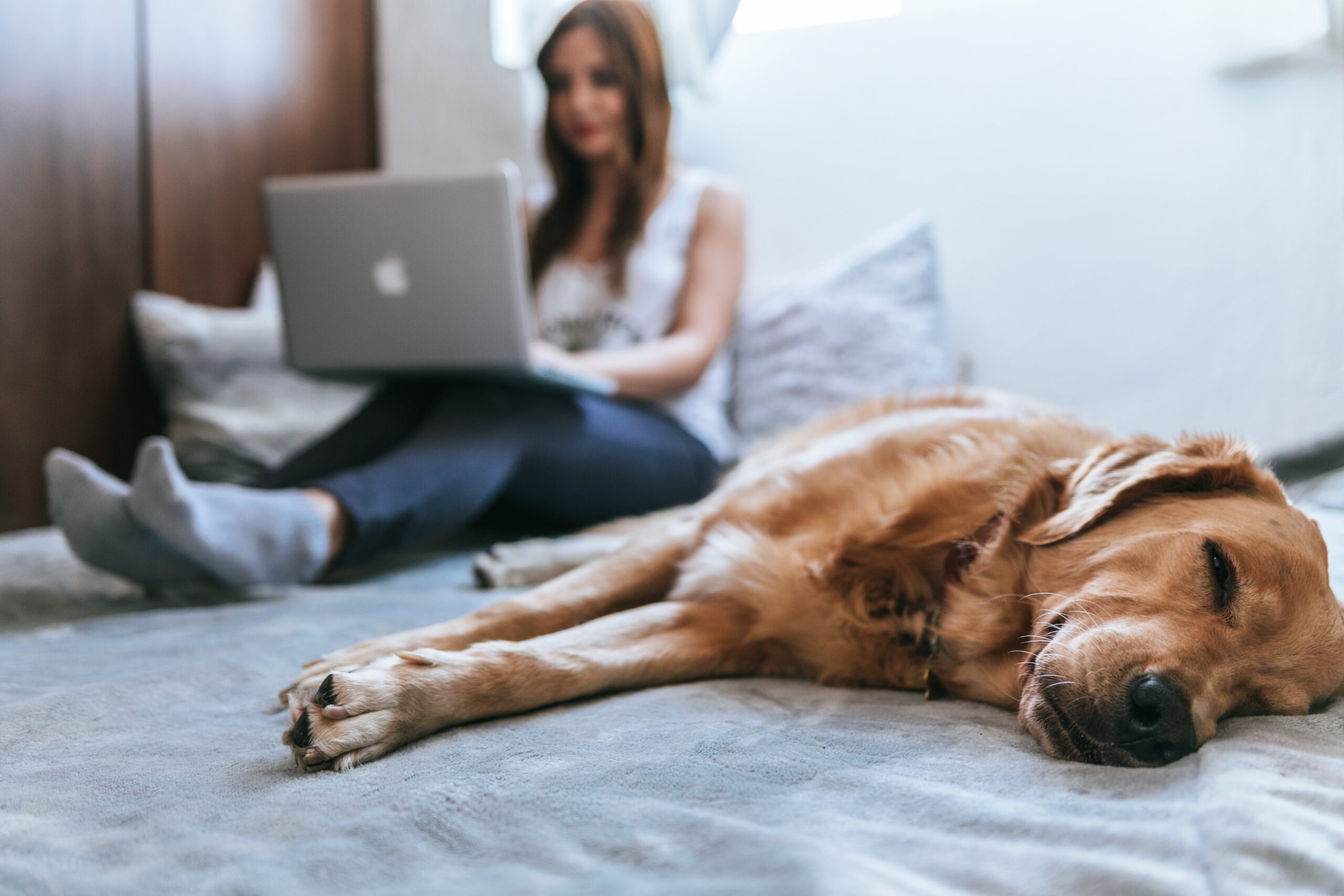 Cox & Co Estate agent in Edinburgh, Scotland. A woman is sitting on a bed with a MacBook on her lap, perhaps researching Everything You Need to Know about remortgaging. In the foreground, a Golden Retriever is lying on the bed, sleeping peacefully. The setting is cozy, with pillows and soft lighting.