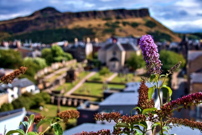 A closeup shot of the flowers on the background of Edinburgh